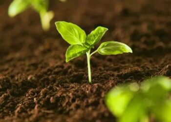 Misiones un faro de sostenibilidad en el corazón de la selva