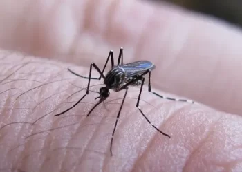 Al menos 106 muertos por dengue y más de 151.000 casos en todo el país