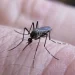Al menos 106 muertos por dengue y más de 151.000 casos en todo el país