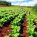 Anuncian aumentos para el precio del tabaco