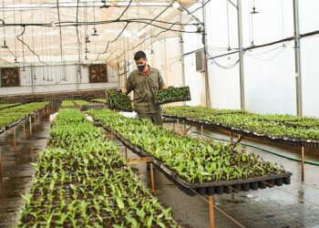 Misiones es vanguardia en el uso de cannabis medicinal