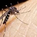 En la última semana Entre Ríos registró 2.072 nuevos casos de dengue