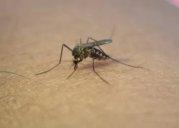 Más de 315 mil casos de dengue en Argentina en lo que va de 2024