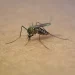 Más de 315 mil casos de dengue en Argentina en lo que va de 2024