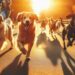 Chile: proponen otorgar un día de duelo ante la muerte de mascotas