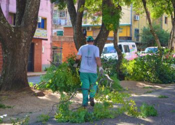 Capacitarán a podadores urbanos artesanales