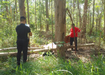 Murió aplastado por las ramas de un árbol