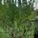 La salida al laberinto de la Yerba Mate