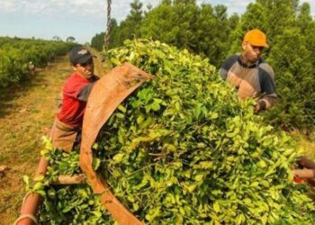 La Justicia frenó los artículos del DNU que impedían fijar precios al Inym