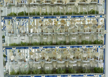 Biofábrica Misiones avanza en el desarrollo tecnológico, económico y de agrosustentabilidad regional