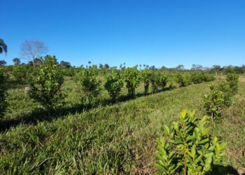 Dictan diplomatura en Producción y Comercialización de productos orgánicos