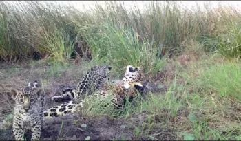 Nacieron tres yaguaretés en los Esteros del Iberá