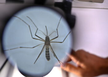 La Organización Mundial de la Salud evalúa una nueva vacuna contra el dengue