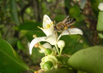 Misiones celebra el Día Mundial de las Abejas