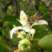 Misiones celebra el Día Mundial de las Abejas