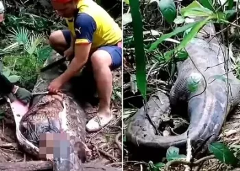 Encontraron el cadáver de una mujer en una pitón de 5 metros