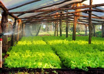 Está abierta la inscripción para acceder al Certificado de Productor Primario