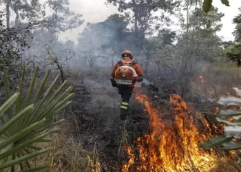 Brasil logra reducir los incendios en la región del Pantanal