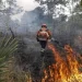 Brasil logra reducir los incendios en la región del Pantanal