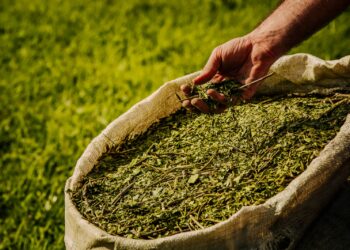 Anuncian nuevas medidas para sostener el precio de la yerba mate