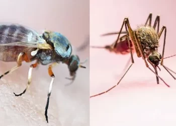 Brasil confirmó dos muertos por el virus Oropouche transmitido por jejenes