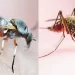 Brasil confirmó dos muertos por el virus Oropouche transmitido por jejenes