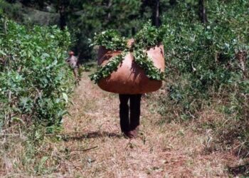 La crisis yerbatera también afecta a los tareferos