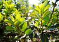 El mercado primario de yerba mate no es un mercado competitivo
