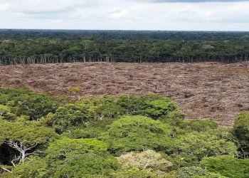 Estudio muestra que Brasil perdió un 33 % de áreas naturales hasta 2023