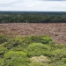 Estudio muestra que Brasil perdió un 33 % de áreas naturales hasta 2023
