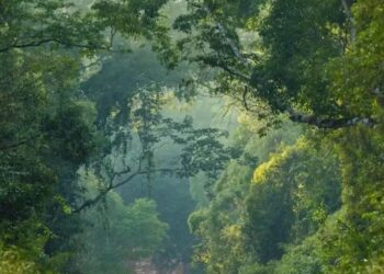 Declaran de interés municipal el proyecto de restauración que lidera Vida Silvestre en San Pedro