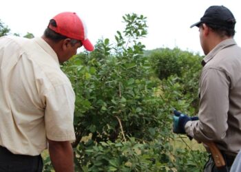 En defensa de los pequeños productores