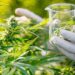 El Parque de la Salud habilitó un nuevo consultorio de Cannabis Medicinal