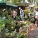 Fuerte convocatoria de las Fiestas Nacional de la Orquídea y Provincial de la Flor