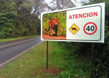 Los atropellamientos de fauna silvestre ponen en jaque la conservación