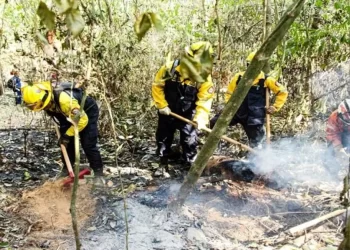 Bomberos venezolanos rescatan 100 especies de fauna silvestre durante incendios en Bolivia