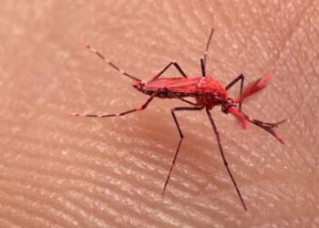 En Mendoza liberan mosquitos rojos para combatir al dengue