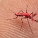 En Mendoza liberan mosquitos rojos para combatir al dengue
