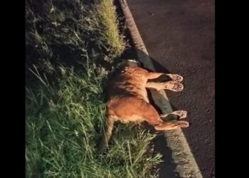 La provincia investiga el atropellamiento de un puma