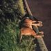 La provincia investiga el atropellamiento de un puma