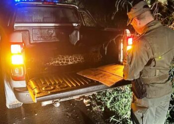 El Gobierno ofrece recompensa para dar con quien atropelló y mató a la cría de yaguareté