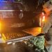El Gobierno ofrece recompensa para dar con quien atropelló y mató a la cría de yaguareté