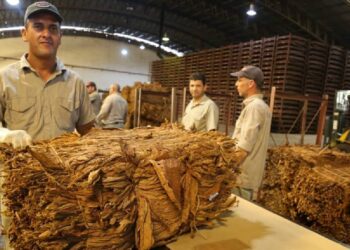 Realizan Censo Tabacalero en Misiones