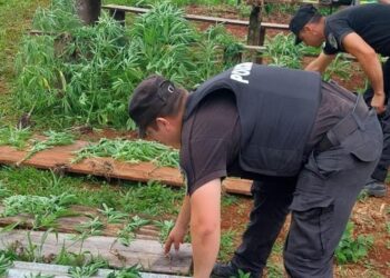 Incautaron más de 40 plantas de marihuana tras una denuncia por violencia en El Soberbio