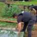 Incautaron más de 40 plantas de marihuana tras una denuncia por violencia en El Soberbio