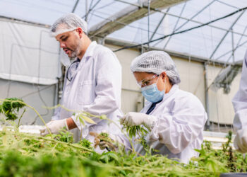 Biofábrica prepara la primera cosecha de cannabis a partir del método híbrido