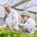 Biofábrica prepara la primera cosecha de cannabis a partir del método híbrido