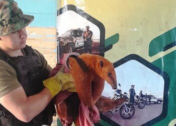 Rescatan un oso melero en San Vicente y un perro en Oberá