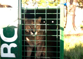 Ambiente trasladó seis pumas provenientes del tráfico de fauna a Uruguay