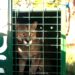 Ambiente trasladó seis pumas provenientes del tráfico de fauna a Uruguay